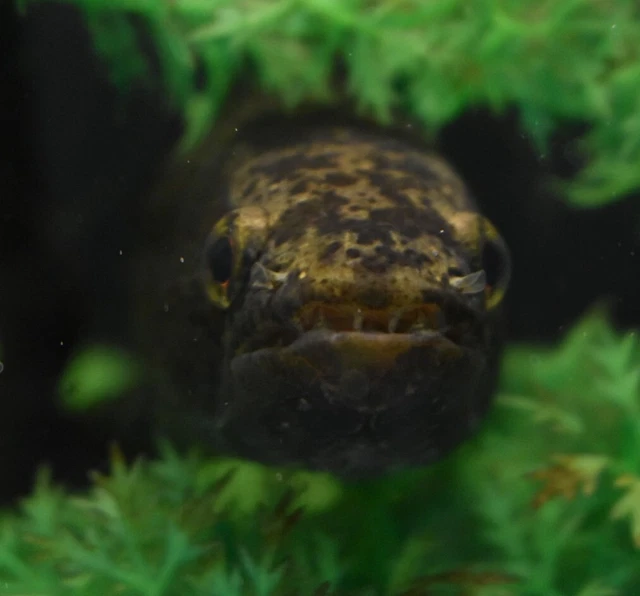 Live 8-9" Colombian Wolf Fish Large Freshwater Aquarium Fish *PLS READ DESCR*