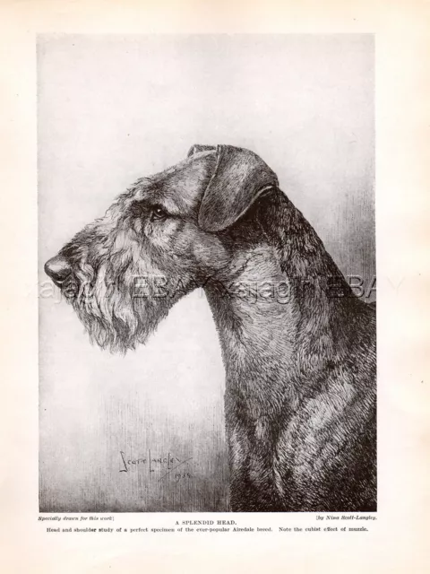 DOG Airedale Terrier Sketch Portrait, Beautiful Art Print 1930s