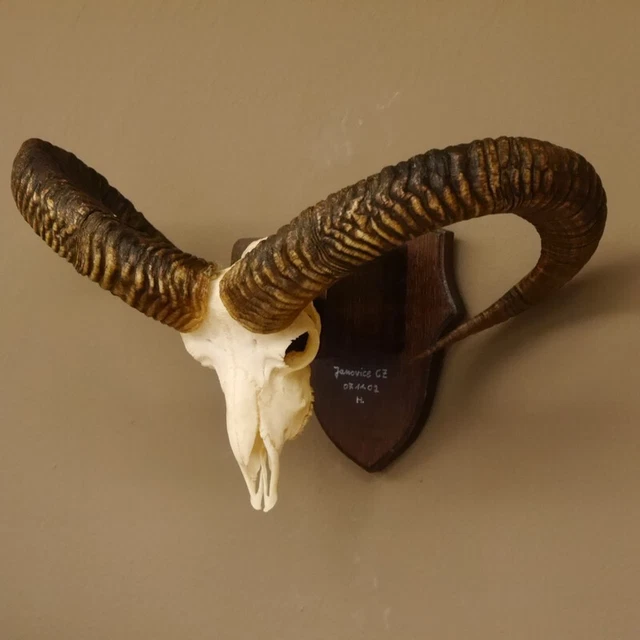 Mufflon Aries Cornamenta Trofeo de Calavera Hornlänge 76CM En Escudo Decoración 3