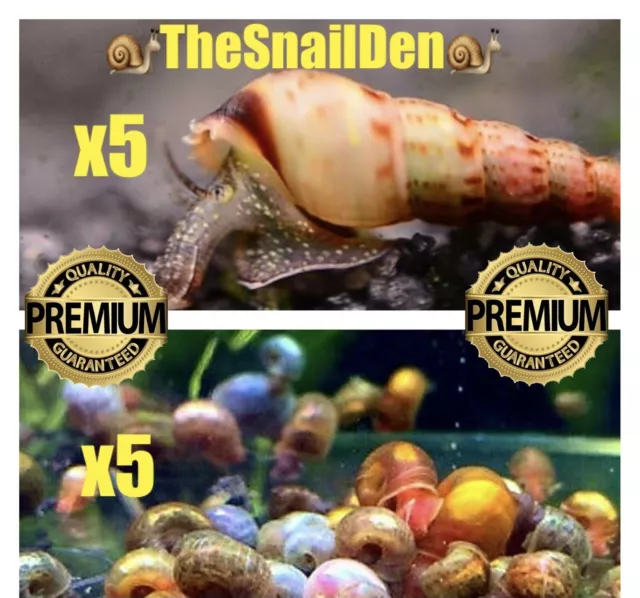 5+ Malaysian Trumpet Snails 5+ Ramshorn Snails / Clean Up Crew Aquarium Tropical