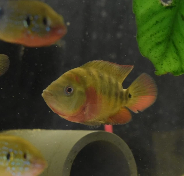 Live Trimac Cichlid (5-6" Rare Tropical Freshwater Aquarium Fish) PLS READ DESC 3