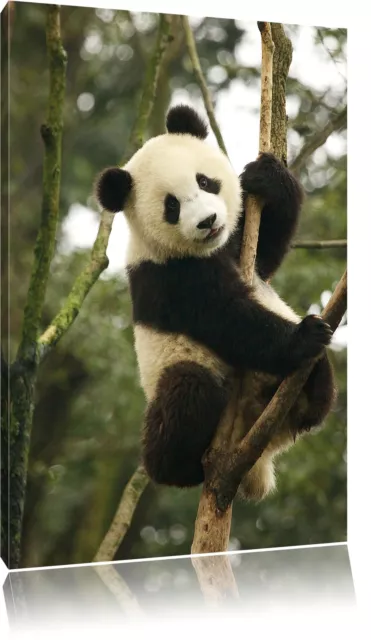 niedlicher Pandabär auf Baum Leinwandbild Wanddeko Kunstdruck