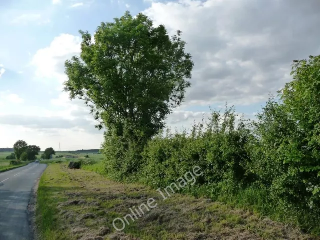 Photo 6x4 Hedgerow tree Little Smeaton/SE5216 On New Road - a small lane c2010