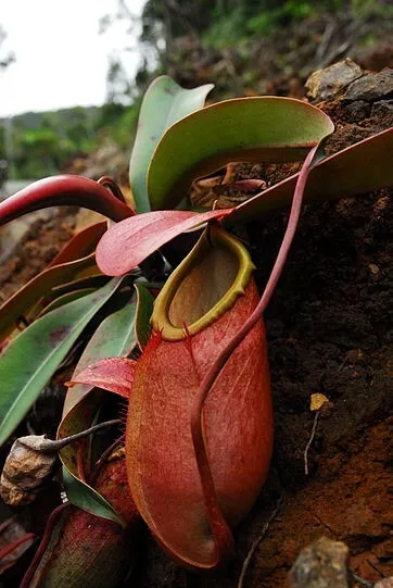 Nepenthes Merrilliana