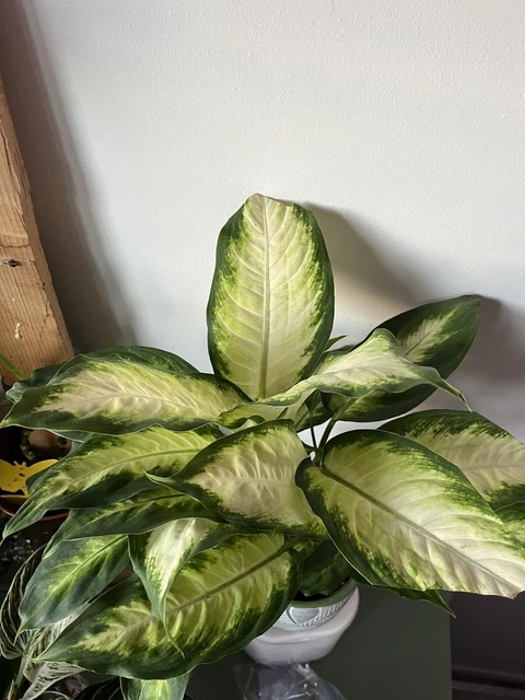 Dumb Cane -  Indoor Plant / House Plant