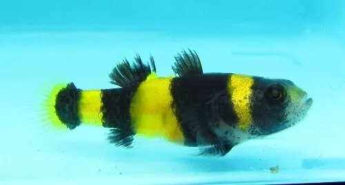 SMALL Bumblebee Goby LIVE FISH Read Description