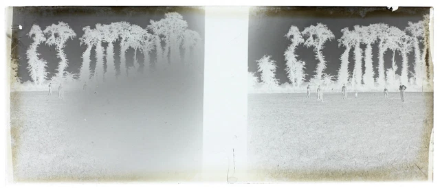 Family Trees c1930 Photo NEGATIVE STEREO Glass Plate Vintage V36L3n 2