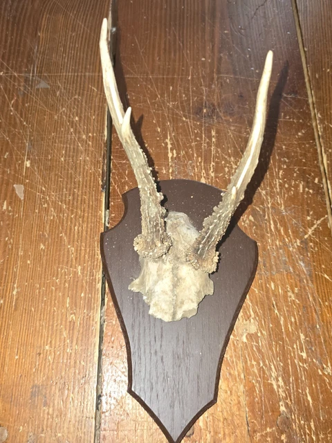 Trophée De Chevreuil Avec Crâne Sur écusson En Bois - Fabrication Française