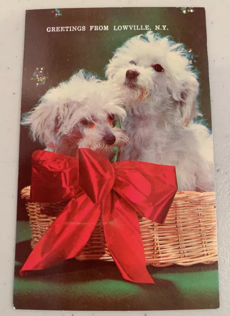 Postcard Toy Poodles Dogs Puppies Red Bow Basket Lowville N.Y.    (149)