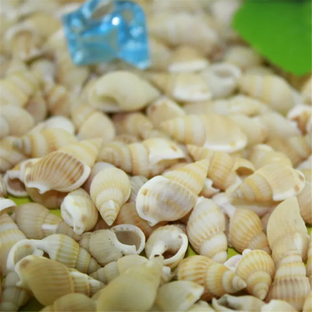 Pack 50 Natural Seashells Shells Mini Conch Beach Wedding Fish Tank Crafts Decor 2