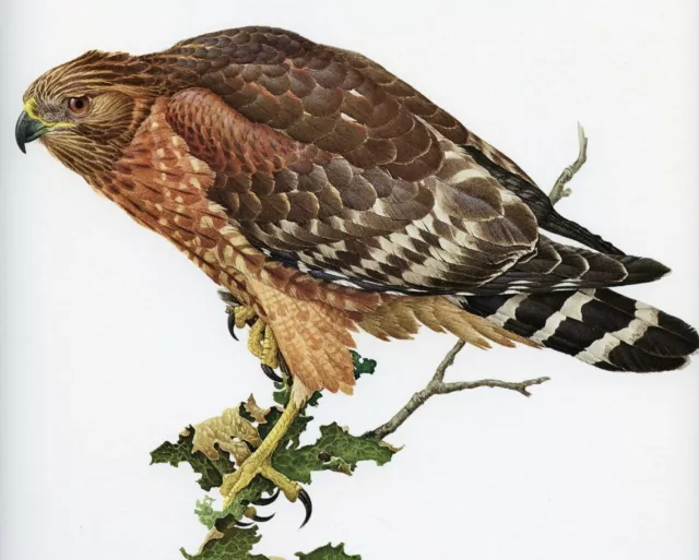 J F Lansdowne RED SHOULDERED HAWK wild bird illustration 1968 vintage bird print 2