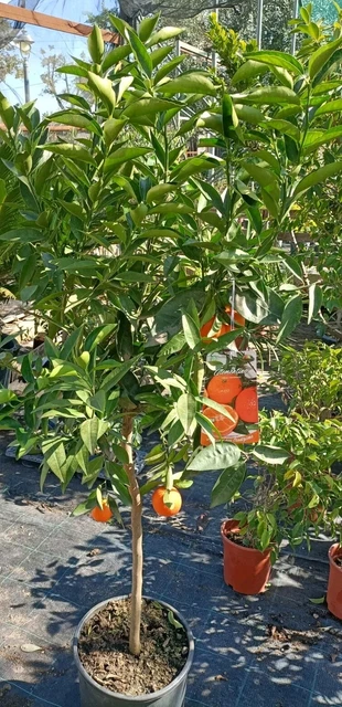 POWERS TO FLOWERS - PIANTA DEL CAFFE, COFFEA ARABICA IN VASO CERAMICA