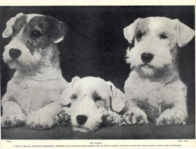 Sealyham Terrier Three Dogs On Guard Lovely Old 1934 Dog Print