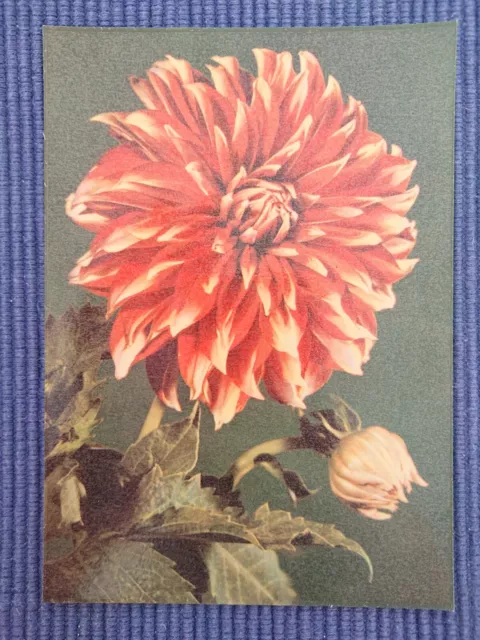 antiguo Tarjeta postal AK Dalias De Arte Dahlia Asteroide Años 50