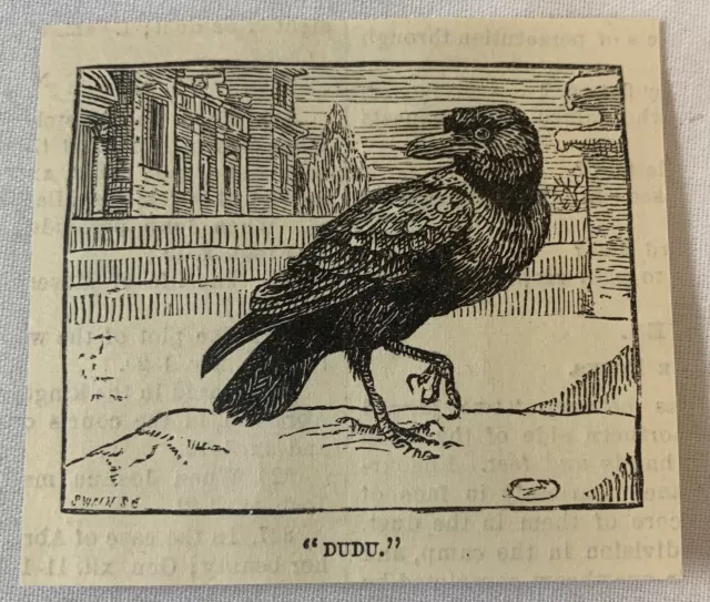 1886 small magazine engraving~ DUDU THE RAVEN