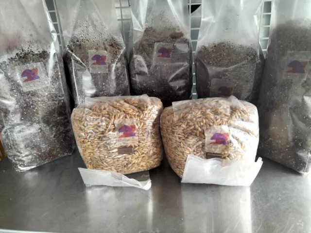 Large monotub kit, grains and substrate mushrooms grow kit only add spores or lc