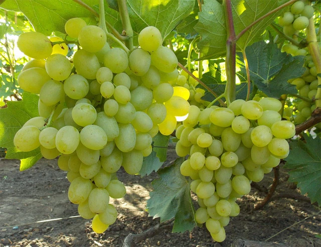 Weinrebe , pilzfeste Tafeltraube Galachad.