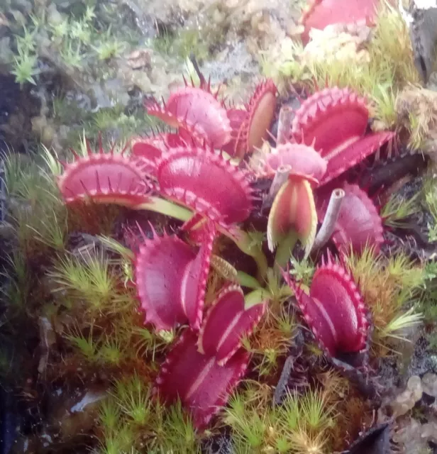 plantes carnivores dionaea Raptor