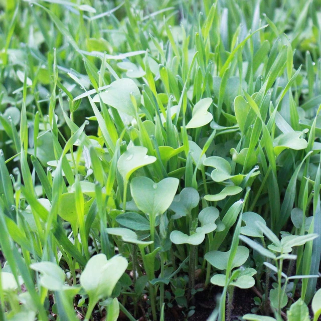 No-Till Garden Farm and Garden Cover Crop Mix Seeds - 5 Lbs - Blend of Gardening