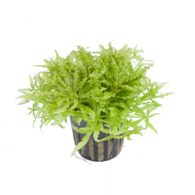 Pogostemon helferi  - Topf 'kleiner Stern' Aquarium Vordergrund Tropica 053H