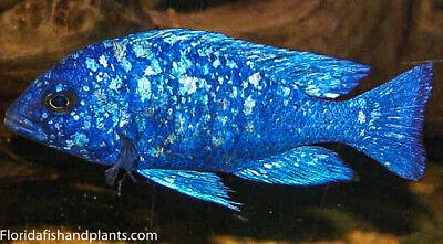 Star Sapphire, Placidochromis Phenochilus Tanzania, African Cichlid, Guaranteed