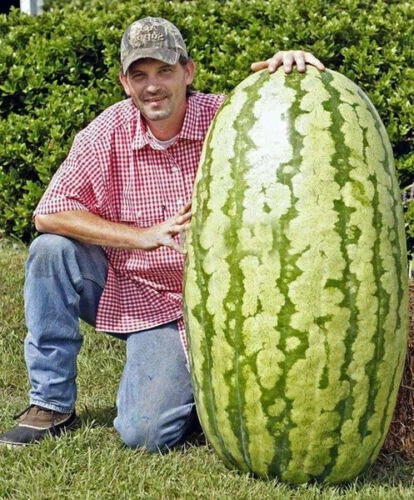 Anguria Rotta Guinness 15 SEMI ANGURIA GIGANTE: GUINNESS WORLD RECORD132 KG + OMA + spedizione ...
