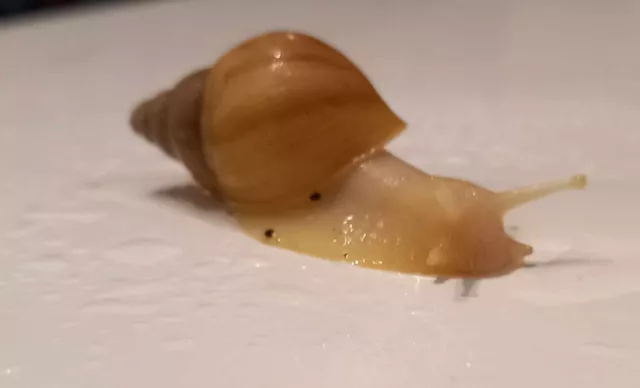 GAL Giant African land snail single  Albino  Achatina Fulica Jadatzi 4cm +