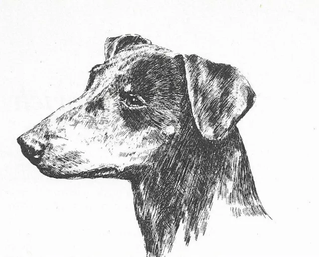 Manchester Terrier #1 - CUSTOM MATTED - 1963 Vintage Dog Art Print 0507 CLD