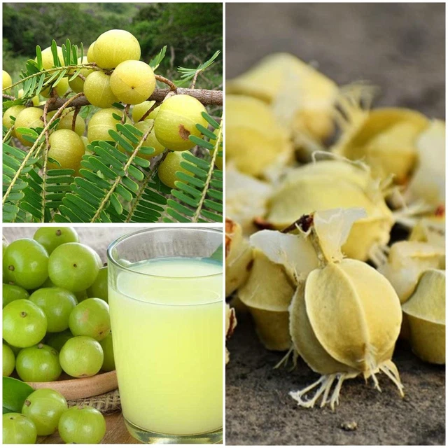 15 SEEDS PHYLLANTHUS emblica Indian Gooseberry tropical plant seed