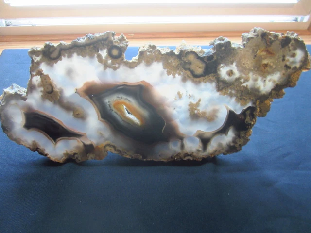 Intense Large Plume Agate Specimen Lapidary Display Slab Cut  12" x 5.5" .86kg