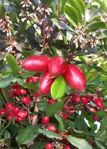 MIRACLE FRUIT Synsepalum dulcificum rare exotic sweet  berry edible seed 5 SEEDS