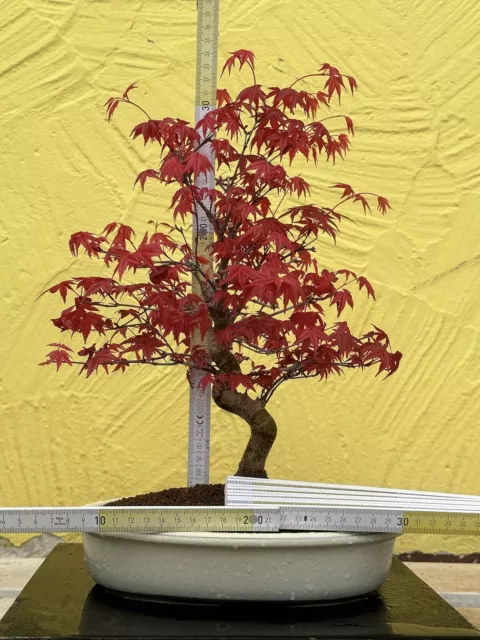 Joe Bonsai Acer Palmatum "Deshojo" Jap.fächerahorn Arce Cuenco Japón Cerámica