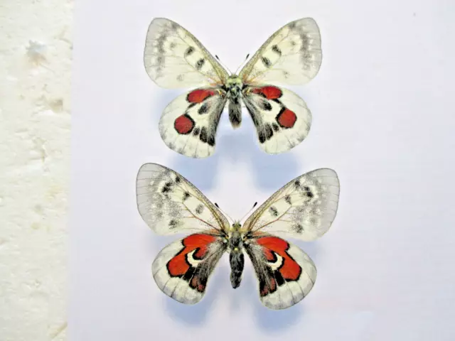 Entomologie  Papilionidae Parnassius wiskotti forme obsoléte Couple