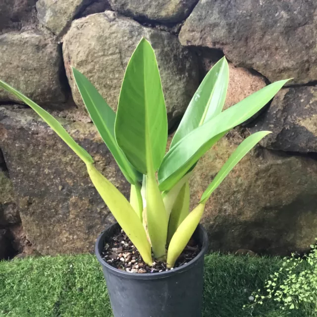 PHILODENDRON  Martianum - 'FAT BOY'- LARGE TROPICAL PLANT