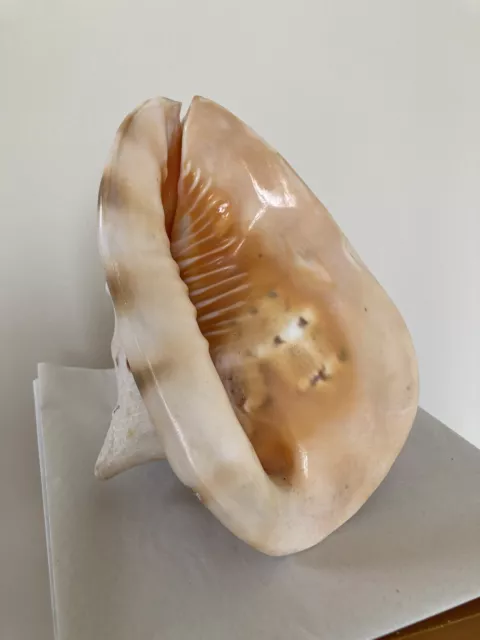 Large Conche Shell