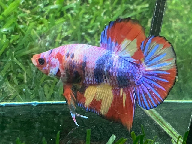 Live Betta Fish - Male - Fancy Multicolor Betta HMPK , Age 3 month From Thailand