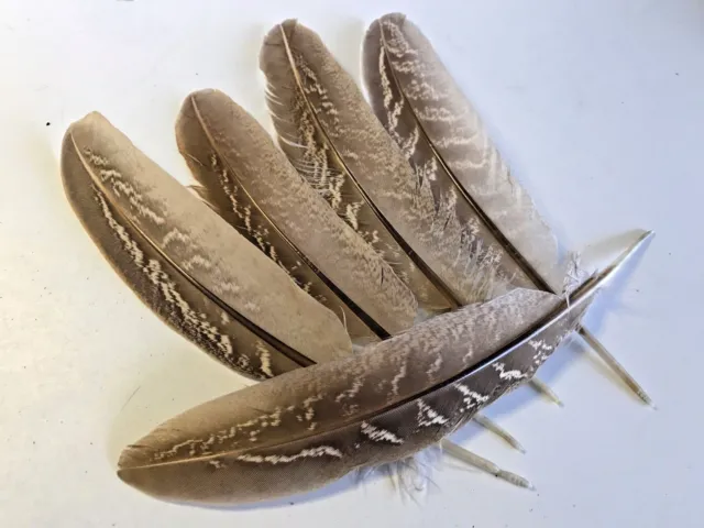 10pcs Natural 12-16cm Ring Neck Pheasant Feathers DIY Art Craft Smudge Fan