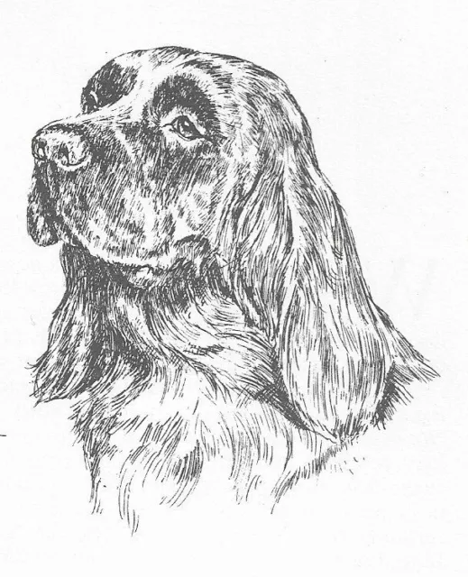 Sussex Spaniel #2 - CUSTOM MATTED - 1963 Vintage Dog Art Print 0507 CLD