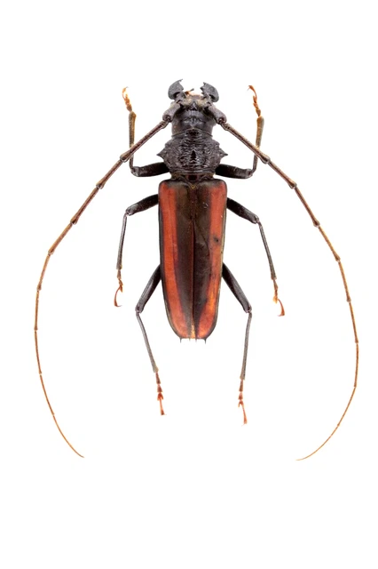 Cerambycidae Sp. Feb534 37/55Mm. Ec