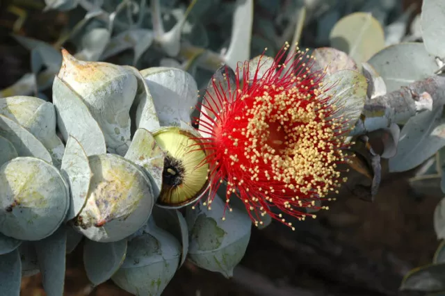 50 Eucalyptus macrocarpa Australian Bush Rose SEEDS