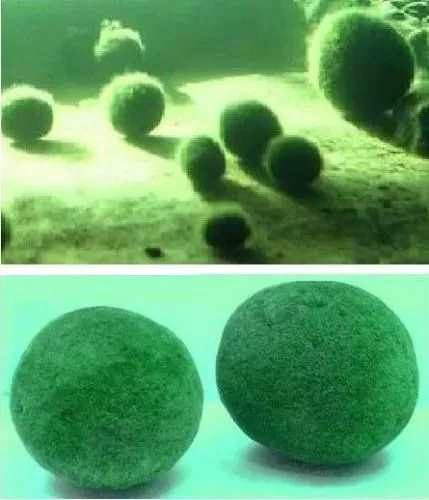 Algenkiller Moosball immergrün bis 1/4 Meter groß / Wasserpflanze gegen Algen