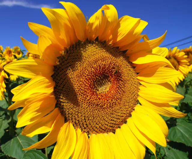 Giant Mammoth Sunflower Seeds (20 seeds) ~ Helianthus