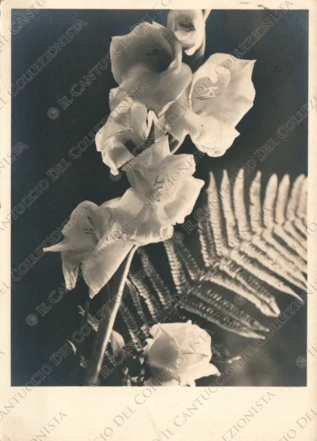 1943 Gladiolus Foto Burloni Cartolina fotografica
