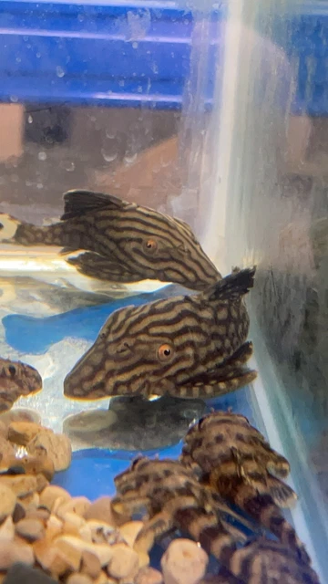 L330 Watermelon Royal Pleco 4” 2