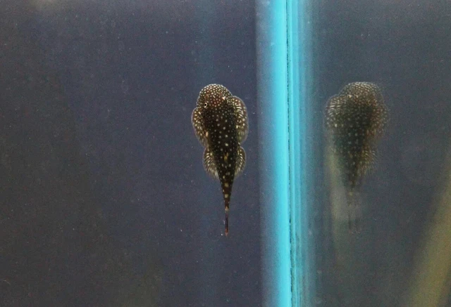 Pack of 3 Live Juvenile Assorted Borneo Sucker Loach Freshwater Wild-Caught Fish