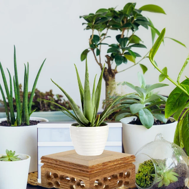 Support En Bois Massif Pour Vase, Statue Bouddha, Pots De Fleurs – Base Rectangulaire élégante Et Stable – Idéal Pour Déco Intérieure