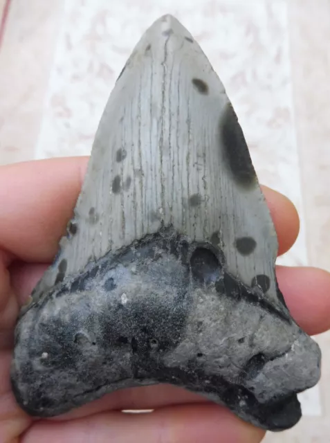 Megalodon tooth (faint serrations) - 3.824 inches (9.71 cm)