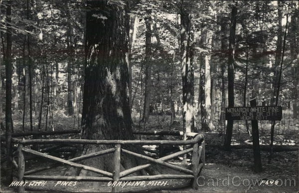 RPPC Grayling,MI Monarch White Pine Crawford County Michigan EKC Postcard