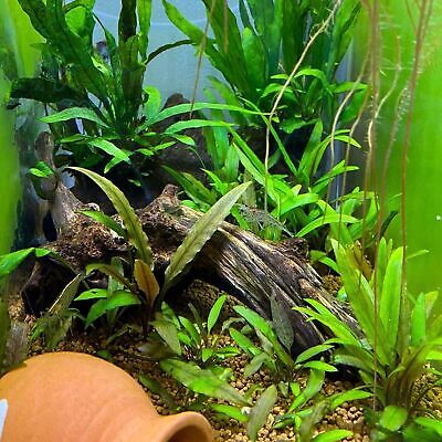 Cryptocoryne Lutea B2G1 Tissue Culture Live Aquarium Plant Ada Fish Tank