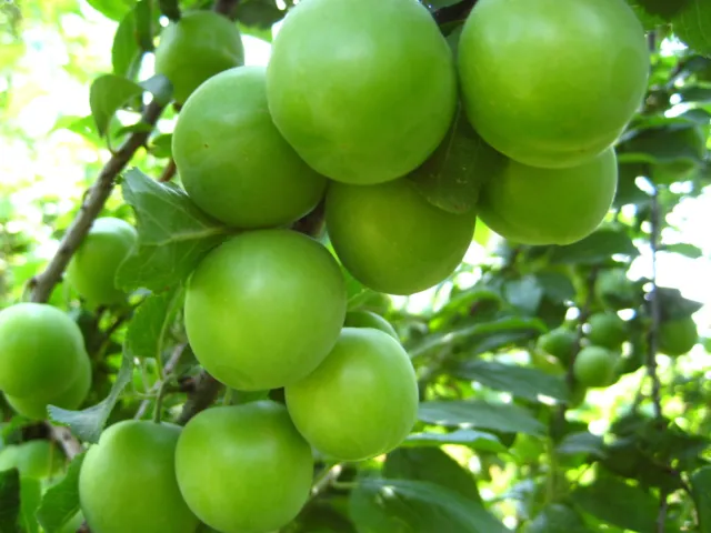 Papaz Plum (grafted) from Turkey